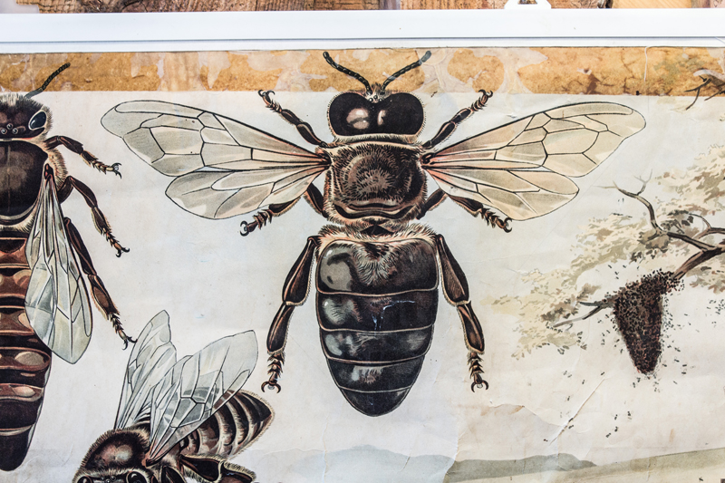 Bienenmuseum Zwettl an der Rodl – Ansicht 3